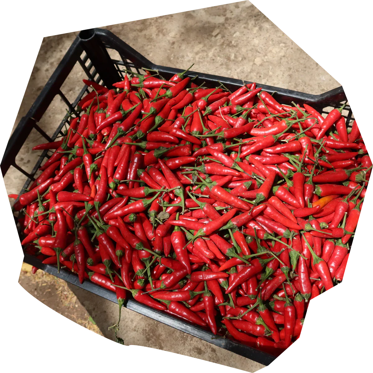 Scoville-Skala erklärt: Wie scharf ist eigentlich Habanero?