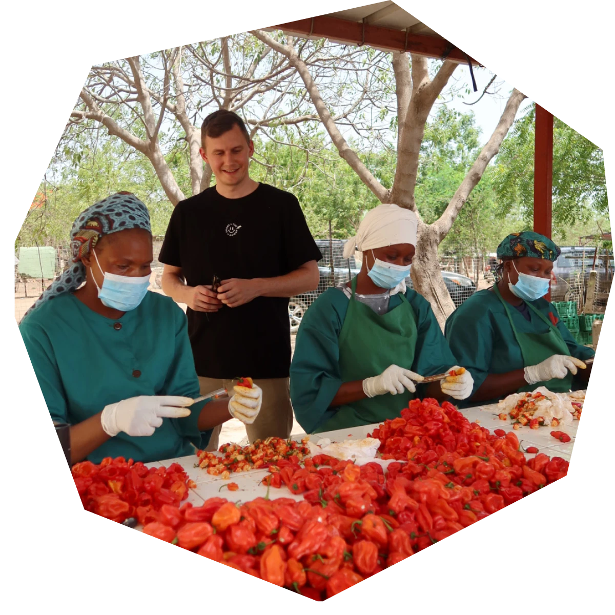 Update vom Chilifeld 🌶️