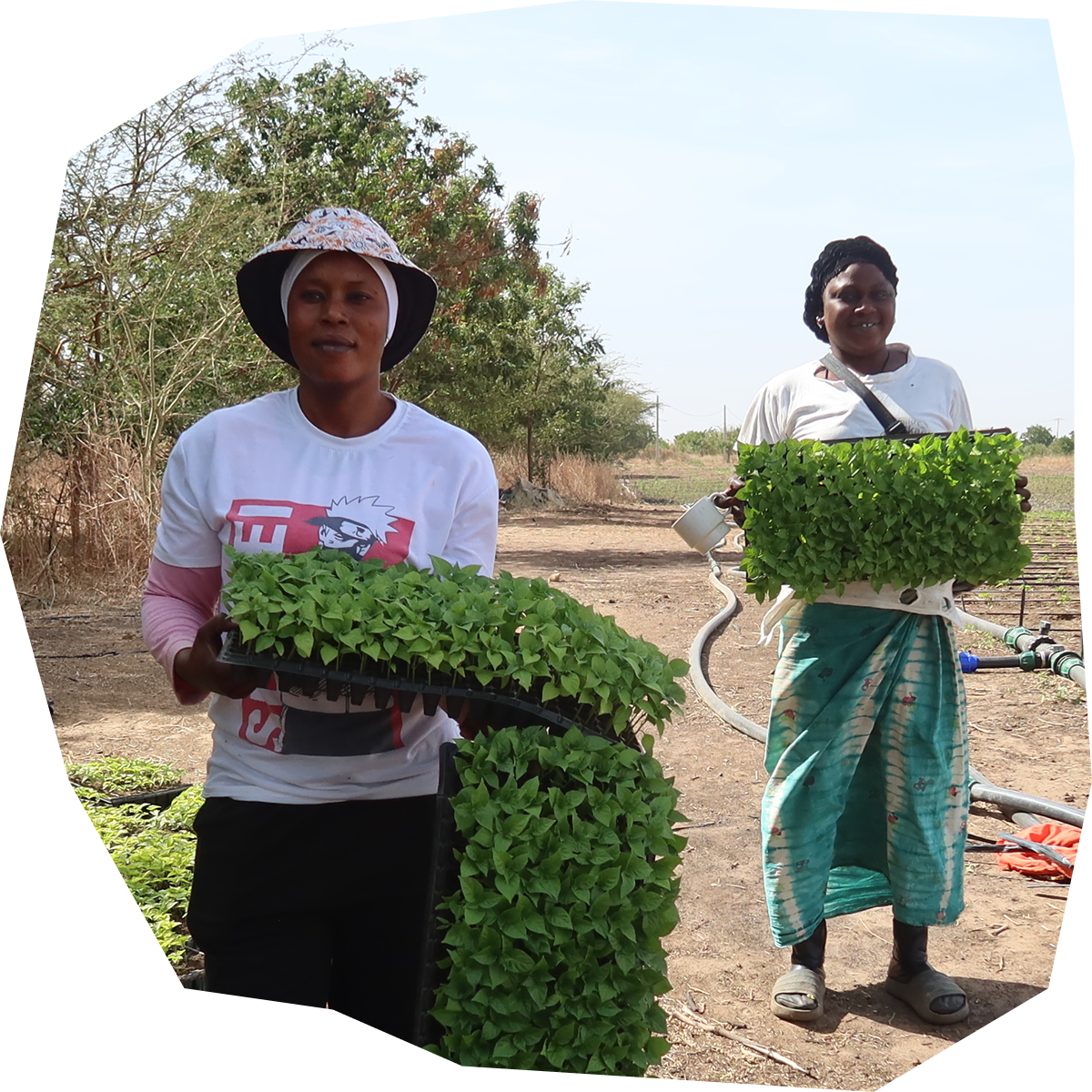 Frauen mit Chilisetzlingen im Senegal