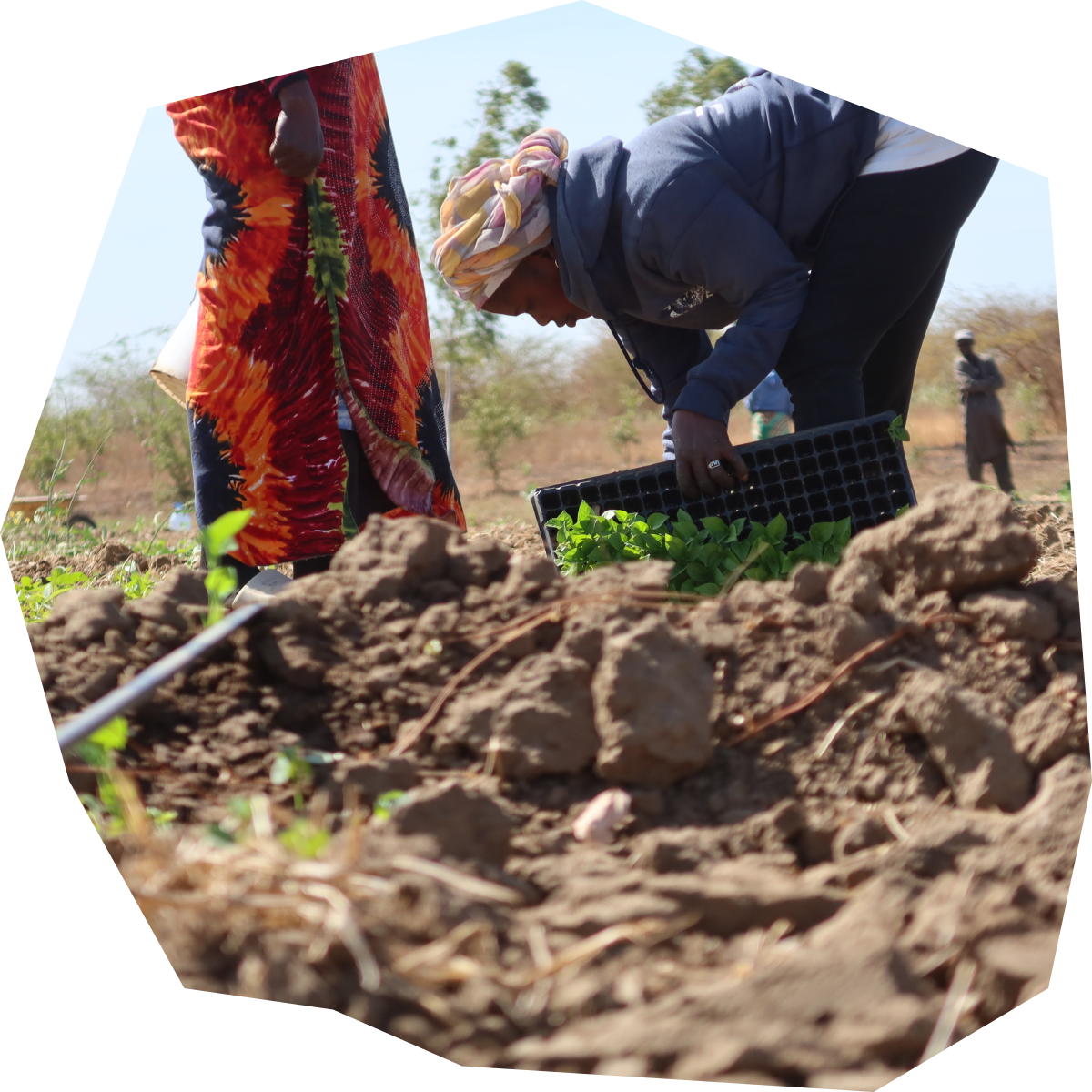 Frauen der Kooperative pflanzen Chilisetzlinge von Hand für SOCHILI